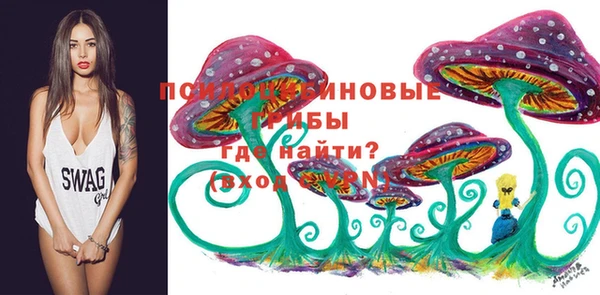 индика Каменногорск