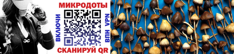 Купить закладки  Зубцов  Псилоцибиновые грибы Cubensis 